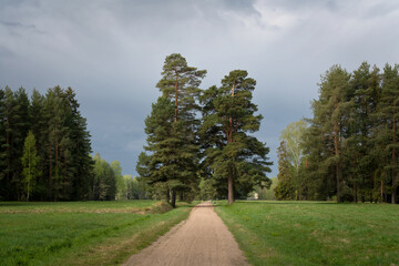Fototapeta na wymiar Alley in Pavlovsk Park in the White Birch area through a meadow with pine trees on a summer day, Pavlovsk, St. Petersburg, Russia