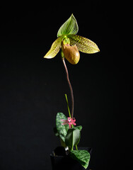 Close up of Paphiopedilum Enchanting Knight Orchid Flower - 622495656