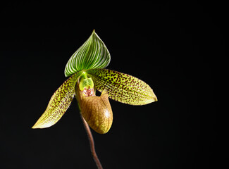 Close up of Paphiopedilum Enchanting Knight Orchid Flower