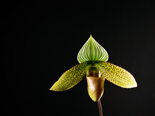 Close up of Paphiopedilum Enchanting Knight Orchid Flower