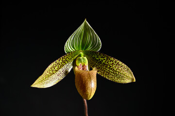 Close up of Paphiopedilum Enchanting Knight Orchid Flower