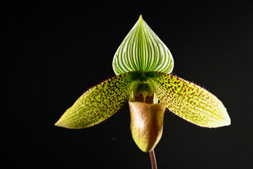 Close up of Paphiopedilum Enchanting Knight Orchid Flower