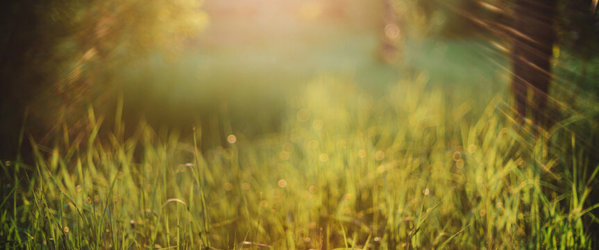 Blurry Abstract Scenic Natural Green Background. Blurred Green Grass In Sunny Day With Copy Space. Lens Flare On Beautiful Grass. Morning Nature In Sunlight. Defocused Backdrop With Sunbeams.