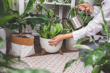 A young woman is watering and caring for a houseplant Banana and sansiveria.