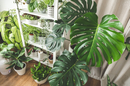 Houseplant domestic jungle garden organization fresh natural plant pots variegated monstera at room