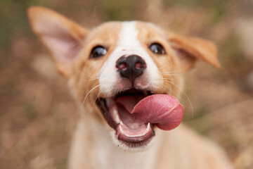 cute puppy portrait. dog smiling. Pet in nature