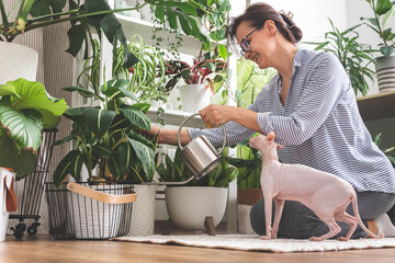 A young woman enjoys caring for flowers. Watering indoor plants and admiring them. Pink sphinx cat.