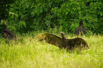 Vultures in the field