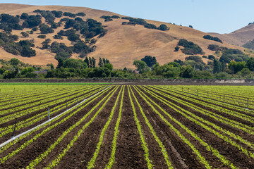 Rows of vegetables in Salinas Valley, California