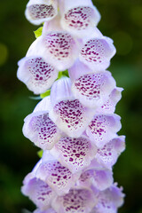 Pink foxglove © David