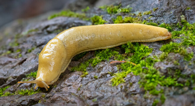 Banana slug