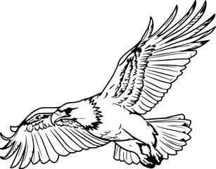 Handdrawn eagle drawing outline