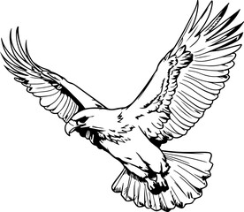 Handdrawn eagle drawing outline