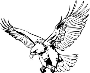 Handdrawn eagle drawing outline