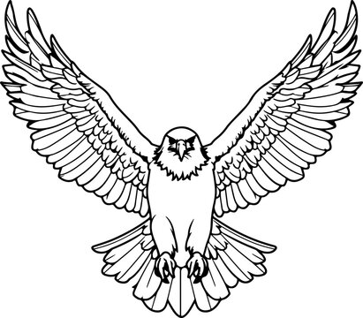 Handdrawn eagle drawing outline