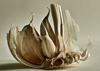 Garlic close up food art