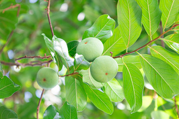 apples on a tree