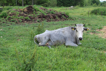 Rare Latvian blue cow in the village of Sece, Latvia