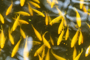goldfish in the pond