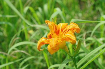 ヤブカンゾウの花