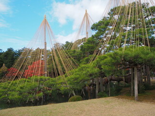Obraz premium 金沢の雪吊り 兼六園