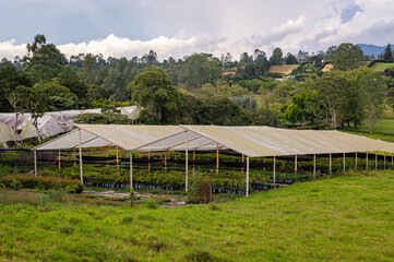 nursery in the mountains of colombia 