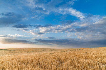 Fototapeta premium Colorful cloudy blue sky over fields of ripe wheat on the hills.