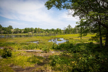 A view of a marshy lake in the Torrance Barrens Dark Sky Preserve near Gravenhurst, Ontario during a hot summer day.