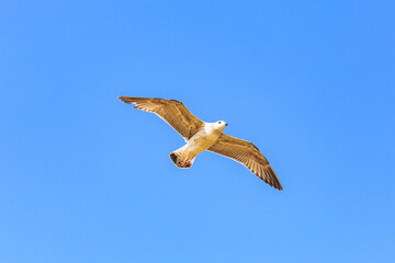 Seagulls flying freely in the blue sky