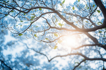 Beautiful Nature View of Flowering Tree Branches with Sunlight Under the Blue Sky