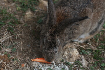 Naklejka na ściany i meble rabbit eating carrot
