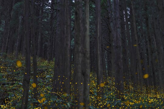 Japanese firefly or himebotaru or Luciola parvula glowing in Fukumaki, Tottori, Japan
