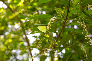 Florida fiddlewood flower or Spiny fiddlewood