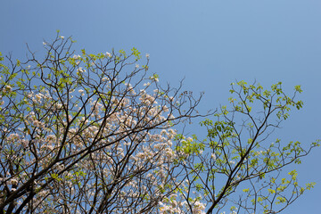 Trumpet Tree, Pink Poui, New World Trumpet, Rosy Trumpet