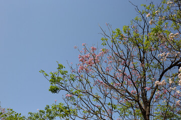 Trumpet Tree, Pink Poui, New World Trumpet, Rosy Trumpet