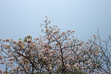 Trumpet Tree, Pink Poui, New World Trumpet, Rosy Trumpet