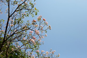 Trumpet Tree, Pink Poui, New World Trumpet, Rosy Trumpet