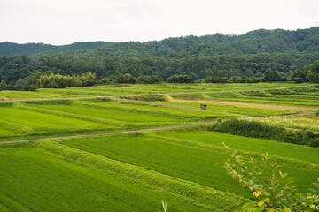 Obraz premium Tottori, Japan - July 11, 2023: Rice terrace at Mitsume at the foot of Mt Daisen, Tottori, Japan 