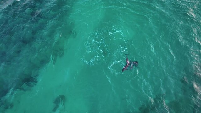 Topdown View Of Beautiful Dolphins In Shuab Bay, Socotra Island, Yemen. Aerial Drone Shot