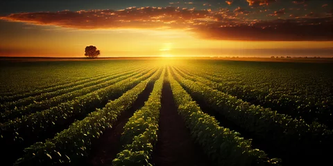 Tuinposter green growing plants on an agricultural field in the rays of the rising sun. Generative AI © Tatiana