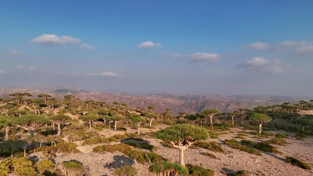 Dense Trees Of Dracaena Cinnabari In Firhmin Forest, Socotra Island, Yemen. Aerial Drone Shot