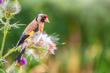 European goldfinch, feeding on the seeds of thistles. Carduelis carduelis.