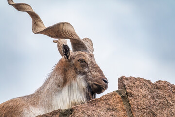 Close-up portrait of Markhor, Capra falconeri, wild goat native to Central Asia, Karakoram and the...