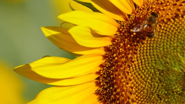 Close up macro of yellow flower sunflower and honey bee collecting pollen. Slow motion