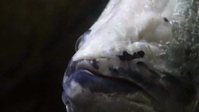 Close Up Of Clown Knifefish With One Eye Swimming In The Aquarium.