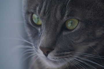 外を見つめる猫