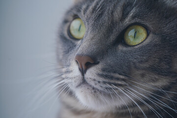 外を見つめる猫