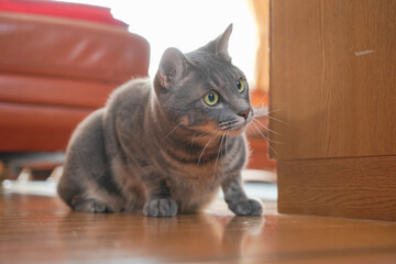 見つめる猫