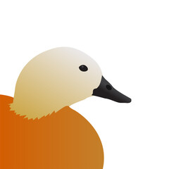 Duck drawing. Ruddy shelduck illustration . Duck bird icon. Water bird illustration.