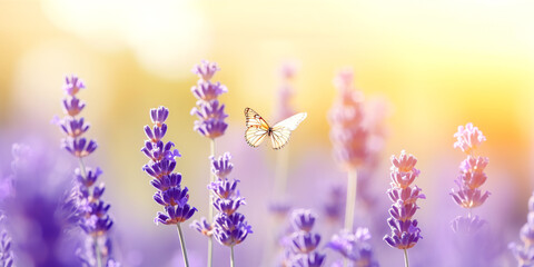 Lavender flowers with butterfly background